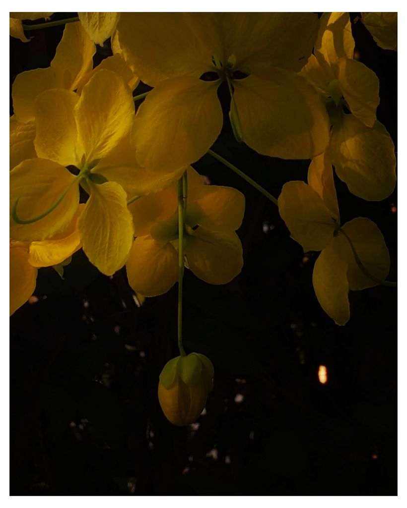 My Garden 2