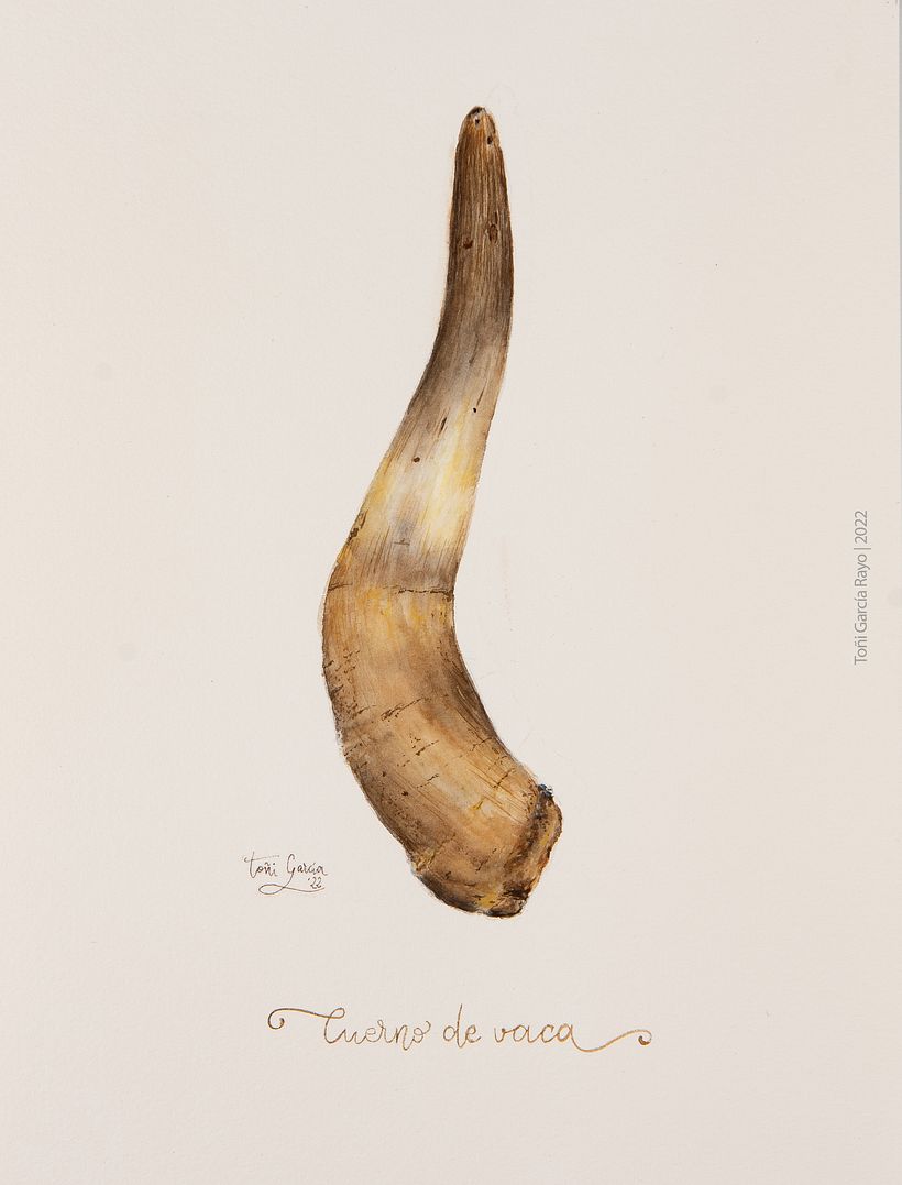 Cuerno de vaca. Serie acuarela "Agricultura biodinámica" 1