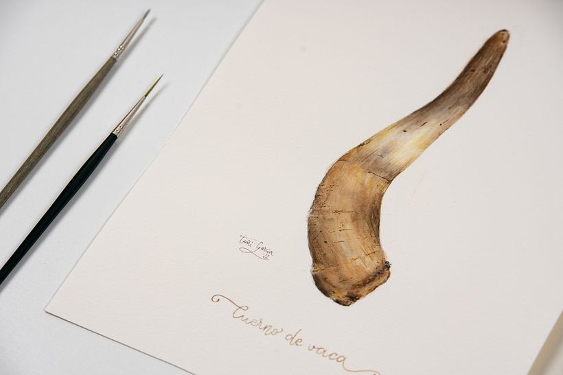 Cuerno de vaca. Serie acuarela "Agricultura biodinámica" 5