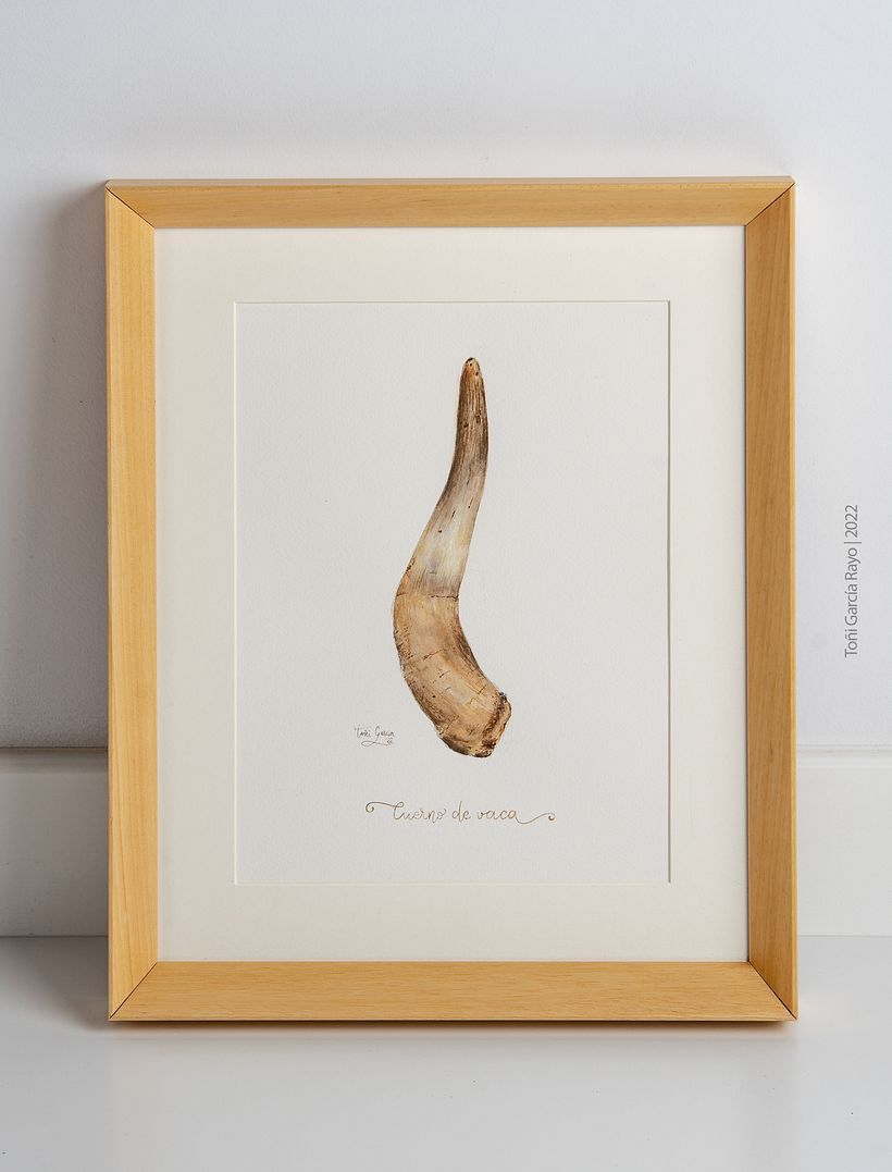 Cuerno de vaca. Serie acuarela "Agricultura biodinámica" 6