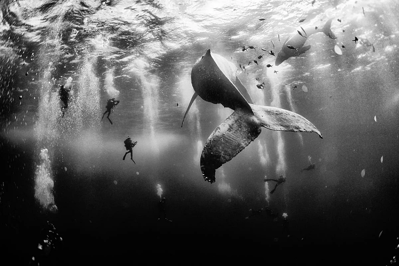 Fotografía finalista en el certamen de fotografía WPP titulada 'Whale Whisperer', de Anuar Patjane.