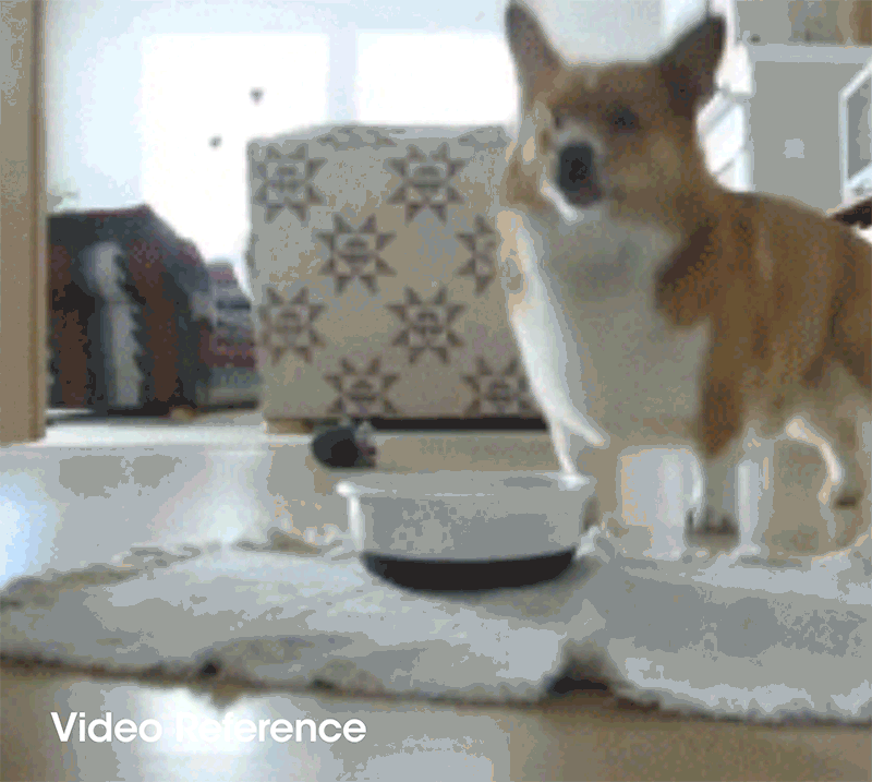 Jumping Corgi 3