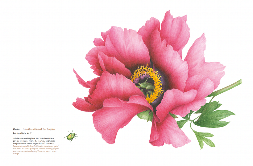 Livre "Inspirations botaniques" 4