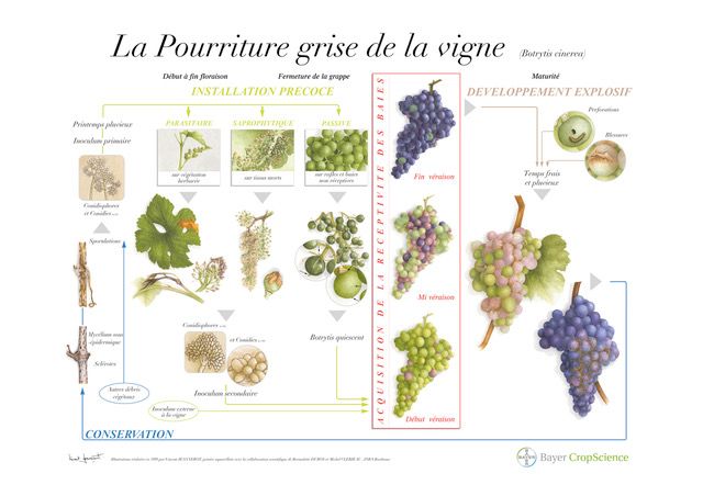 Planche botanique sur la maladie "La pourriture grise de la vigne"