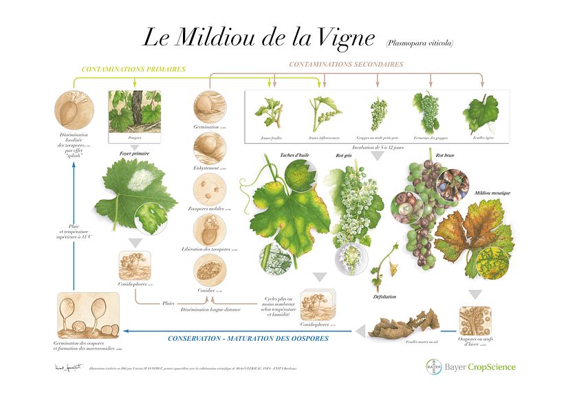 Planche botanique sur "Le Mildiou de la Vigne"