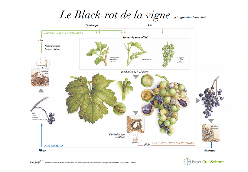 Planche botanique sur "Le Black-rot de la Vigne"