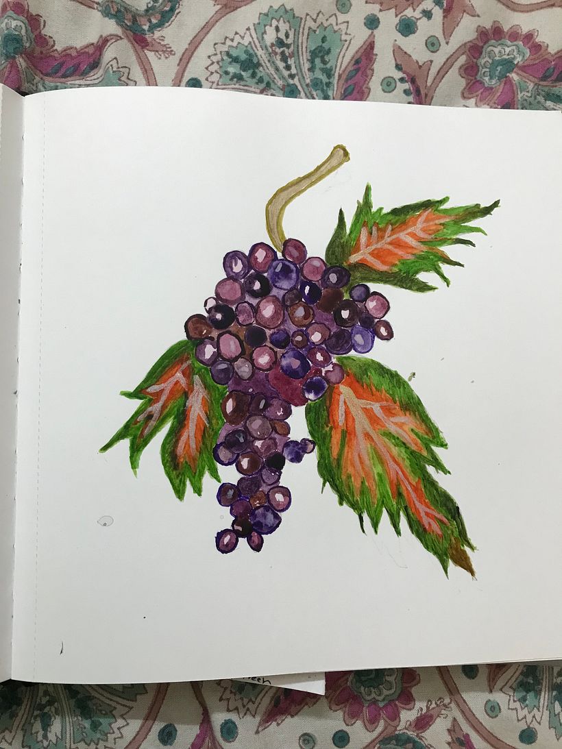 Different shades of grapes 