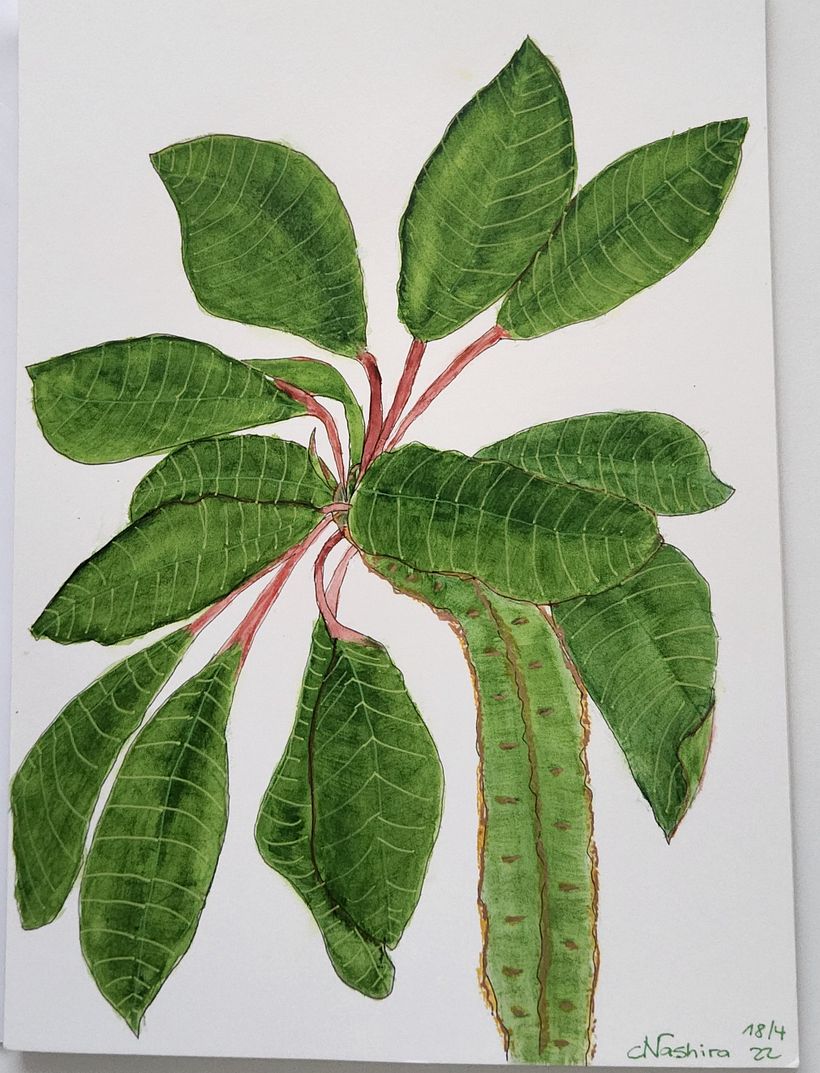 Mein Kursprojekt: Botanisches Zeichenheft: ein meditativer Ansatz 4