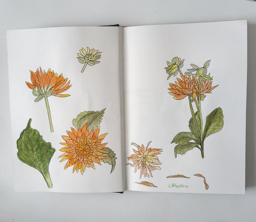 Mein Kursprojekt: Botanisches Zeichenheft: ein meditativer Ansatz 2