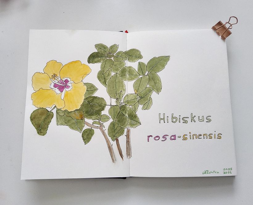 Mein Kursprojekt: Botanisches Zeichenheft: ein meditativer Ansatz 3