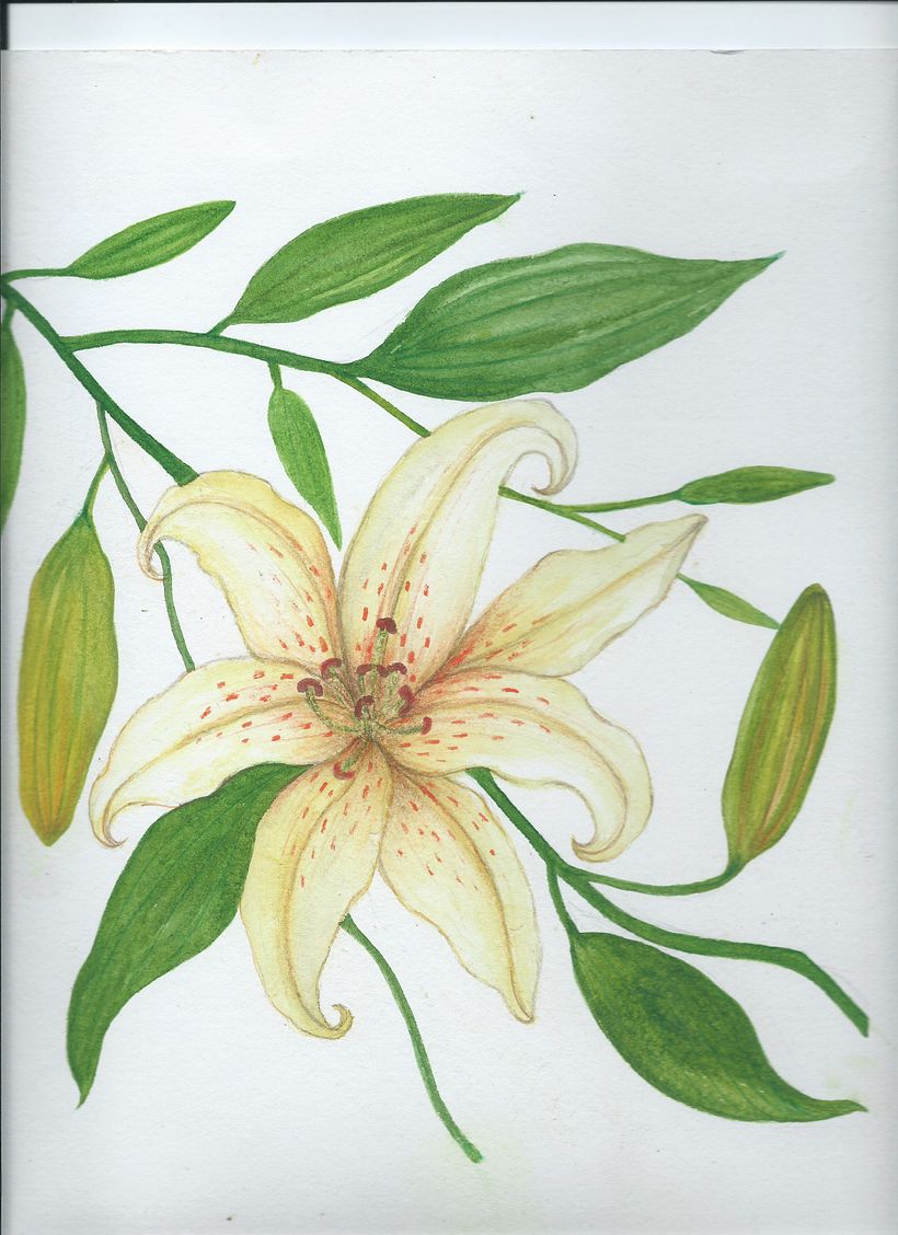 My project for course: Naturalist Illustrations with Watercolors: Drawing and Composition 2