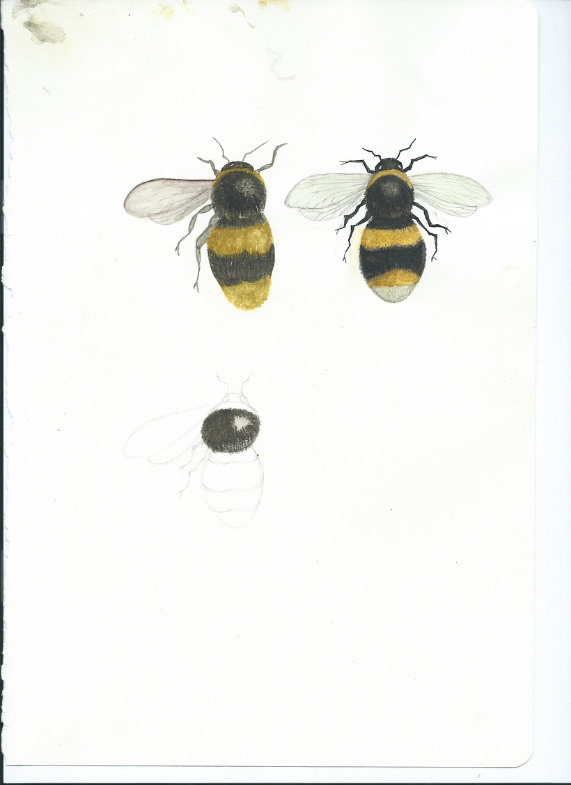 My project for course: Naturalist Illustrations with Watercolors: Drawing and Composition 3