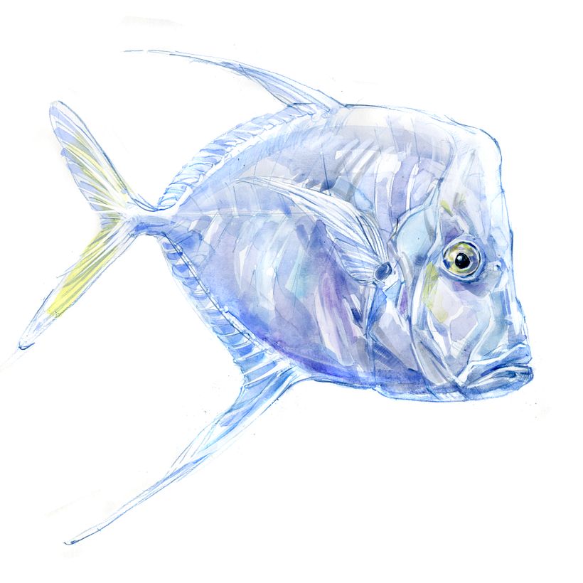 The Field Guide to Drawing & Sketching Animals 15