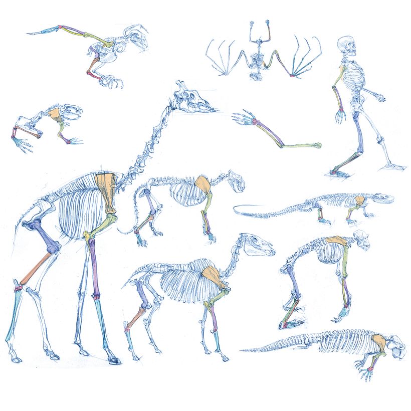 The Field Guide to Drawing & Sketching Animals 13