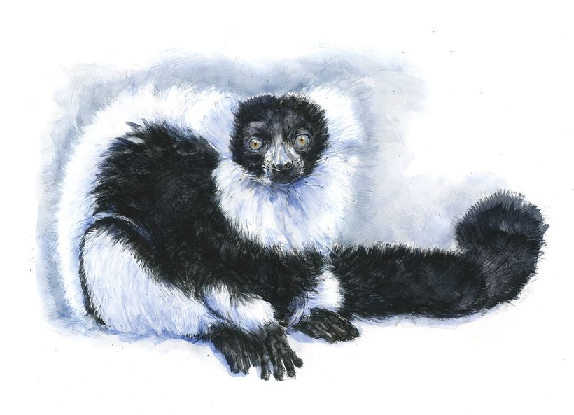 The Field Guide to Drawing & Sketching Animals 16