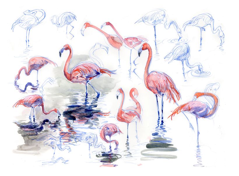 The Field Guide to Drawing & Sketching Animals 17