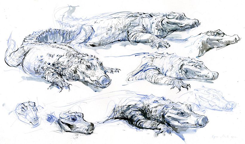 The Field Guide to Drawing & Sketching Animals 20