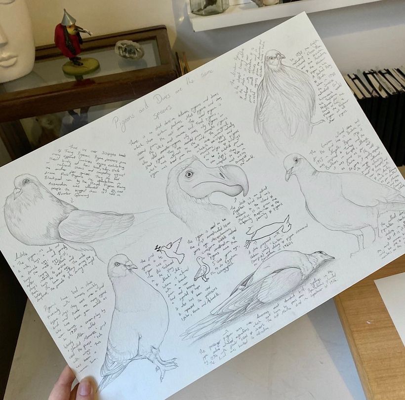 Research sketches about pigeons doves and the dodo, common and extinct