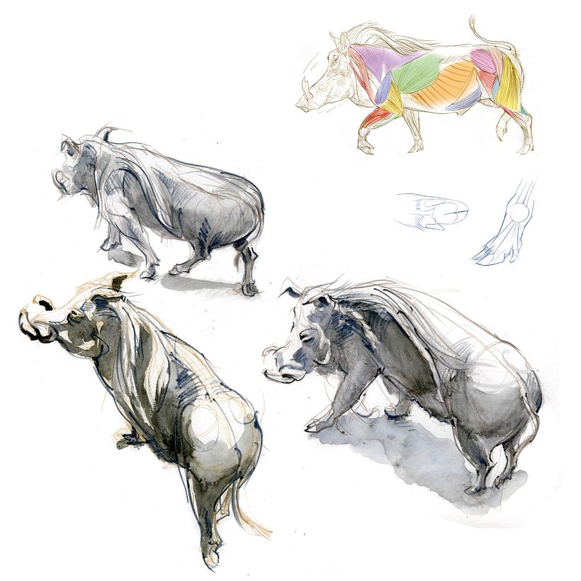 The Field Guide to Drawing & Sketching Animals 22