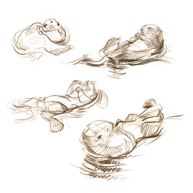 The Field Guide to Drawing & Sketching Animals 23