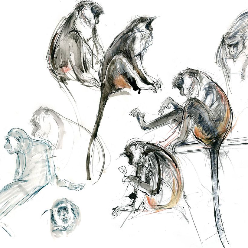 The Field Guide to Drawing & Sketching Animals 24