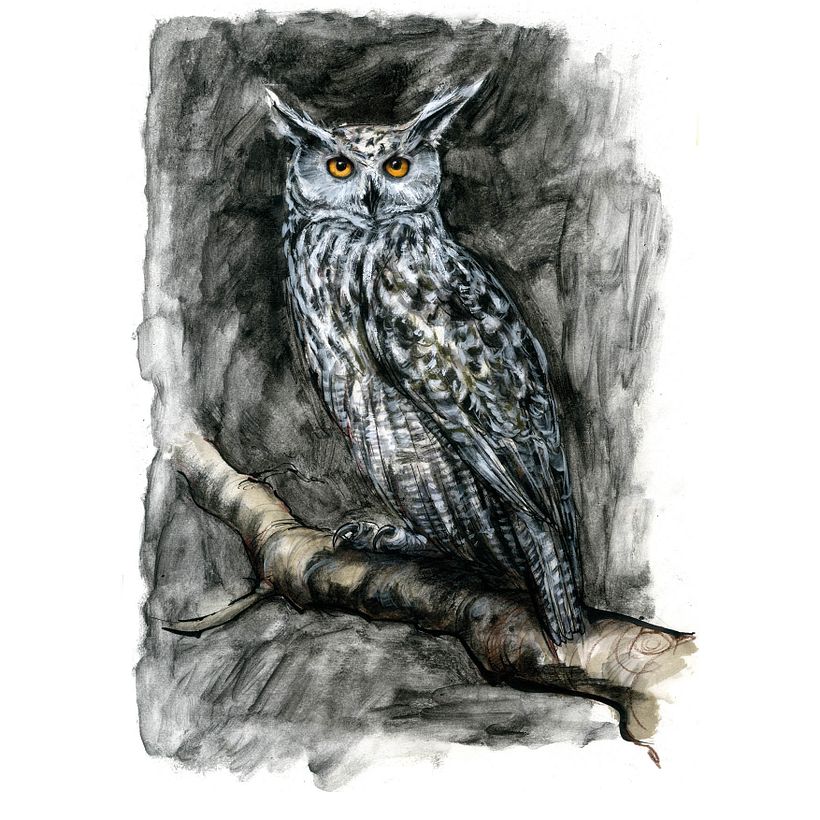 The Field Guide to Drawing & Sketching Animals 26