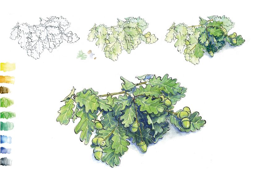 Watercolour the Natural World 14