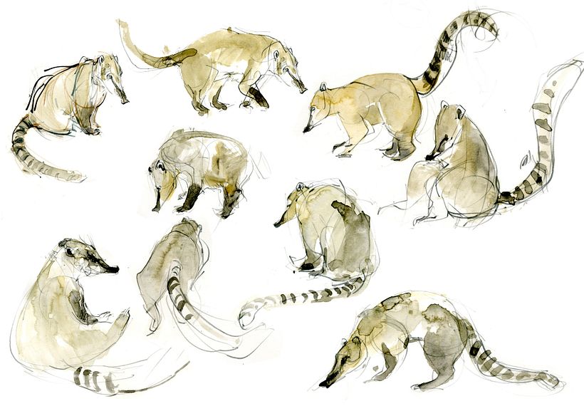 The Field Guide to Drawing & Sketching Animals 28