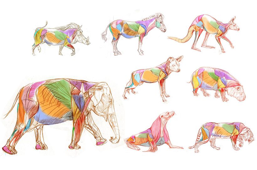 The Field Guide to Drawing & Sketching Animals 14