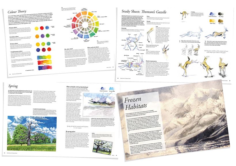 Watercolour the Natural World 4