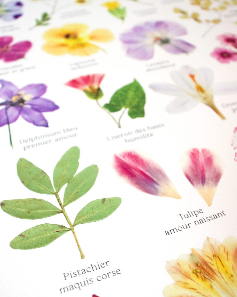 Botanica, collection d'affiches - Dirección de arte