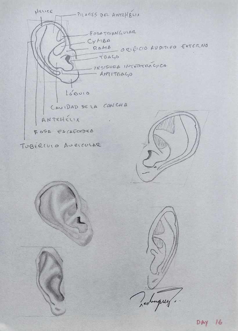 My project in Daily Sketching for Creative Inspiration course 18