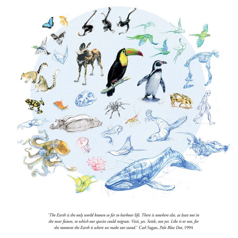 The Field Guide to Drawing & Sketching Animals 3