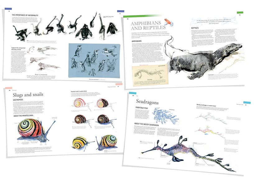 The Field Guide to Drawing & Sketching Animals 6