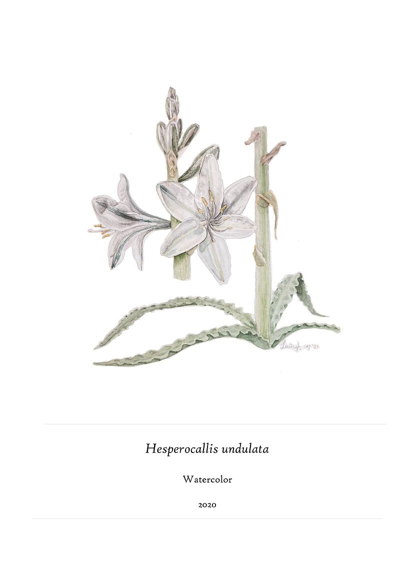 Cuentos de hadas para la flora nativa 7