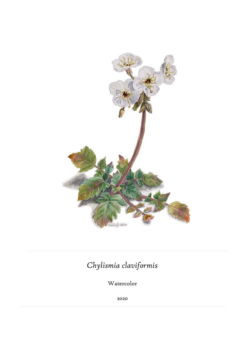 Cuentos de hadas para la flora nativa 8