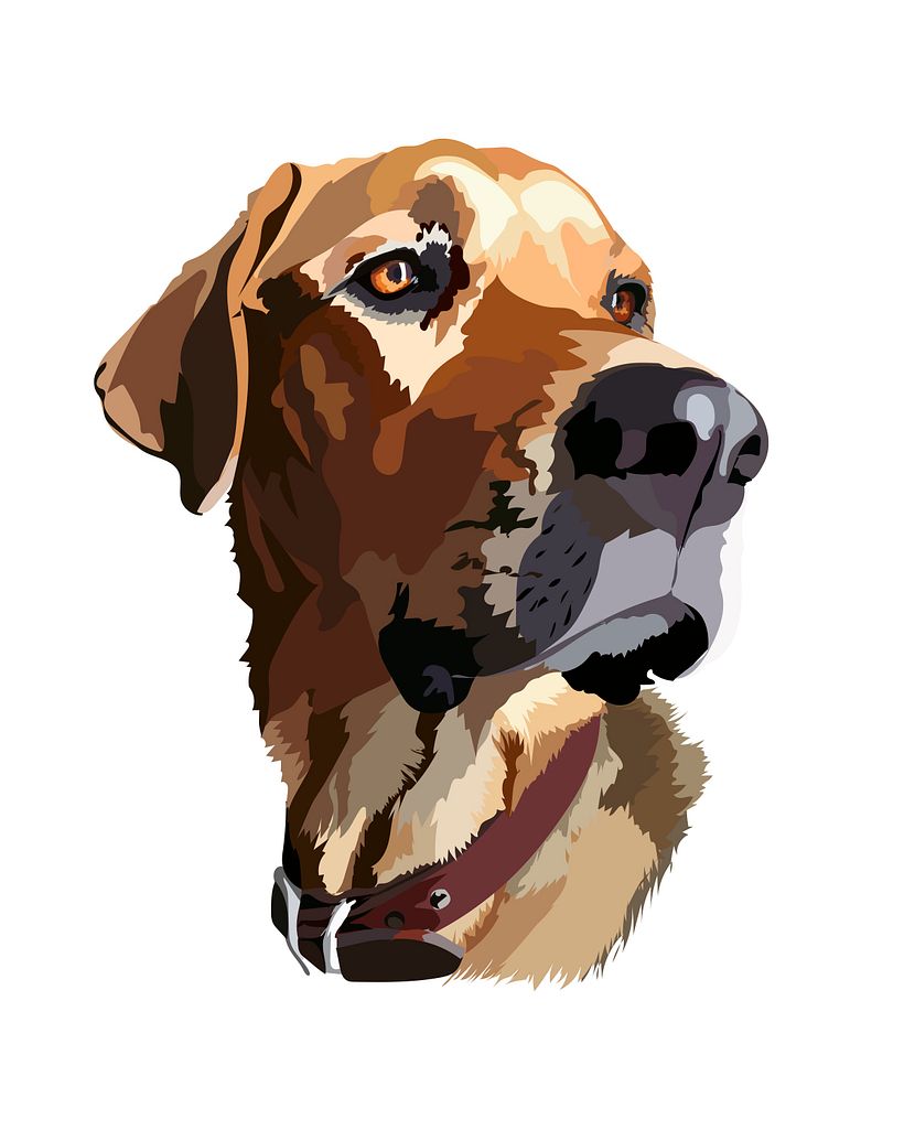 Pet Illustrations 4