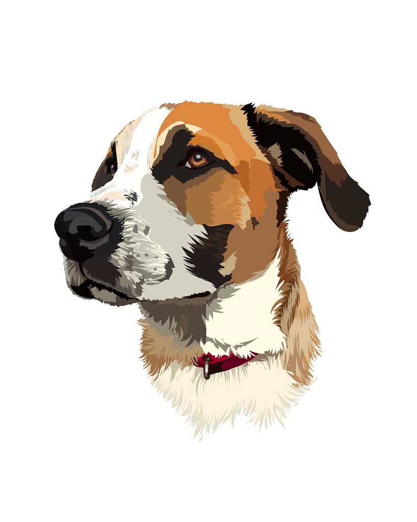 Pet Illustrations 5