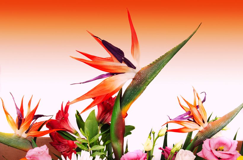 TROPICAL TABLE STYLING 6