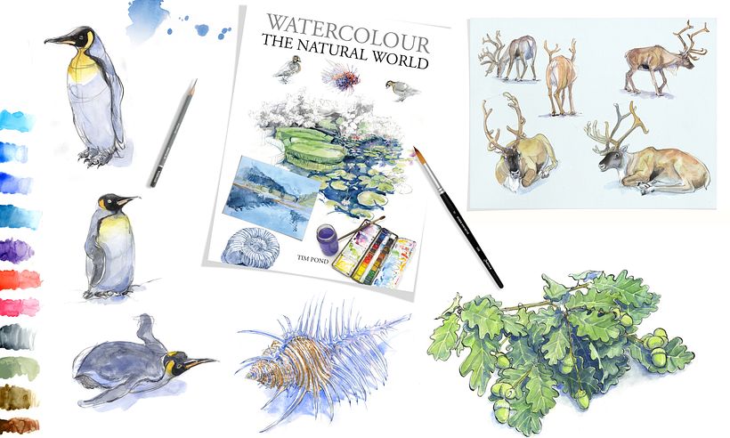 Watercolour the Natural World 20