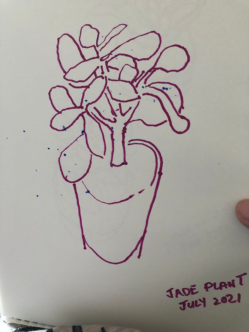 Sketch Jade Plant July 2021