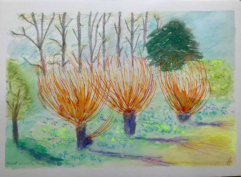 Three Scarlet Willows in Spring, Oxford University Parks