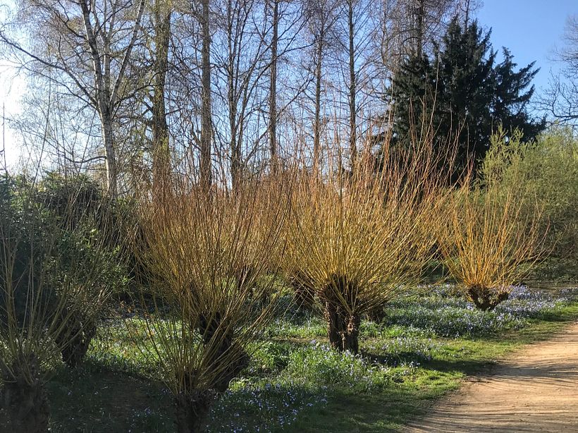 University Parks, Oxford, March 2019 (Photo: B.O. Ebbinghaus)