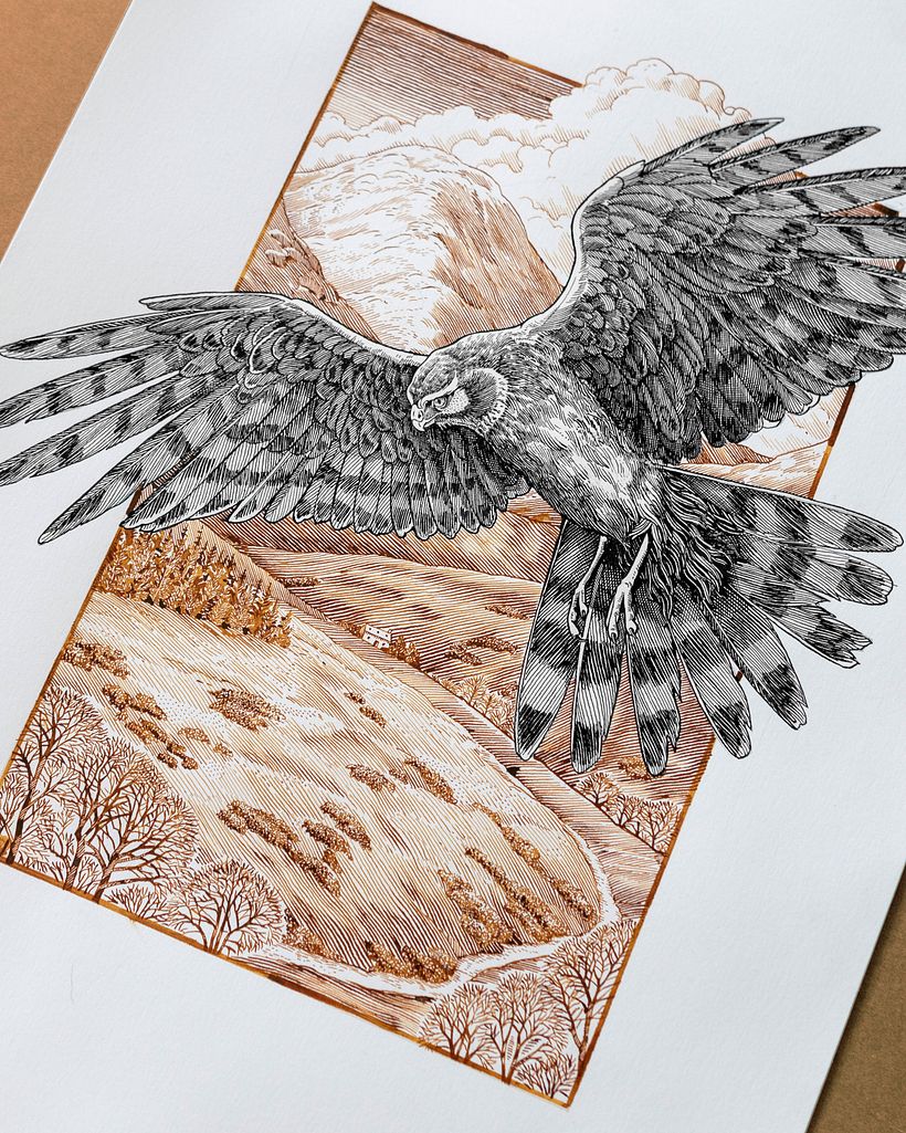 Hen Harrier - Dip pen and ink drawing  3