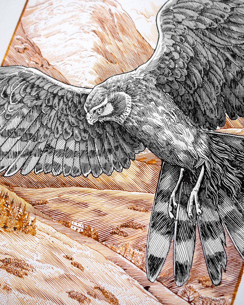 Hen Harrier - Dip pen and ink drawing  4