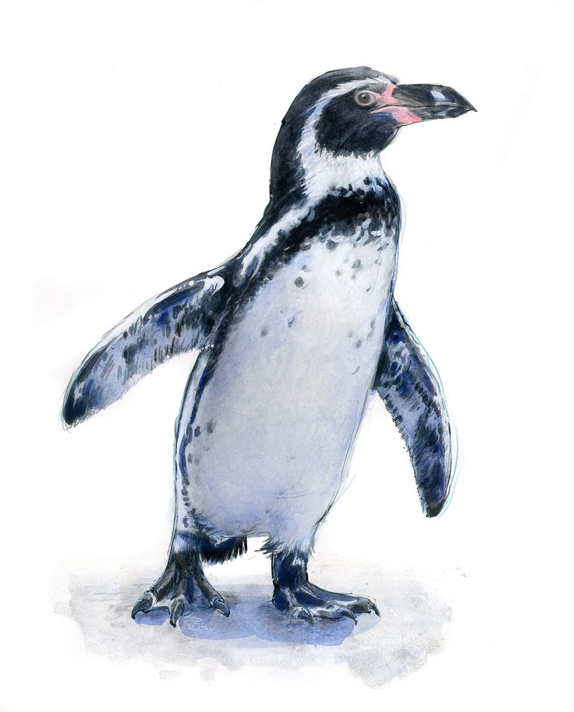 The Field Guide to Drawing & Sketching Animals 9