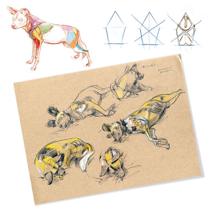 The Field Guide to Drawing & Sketching Animals 12