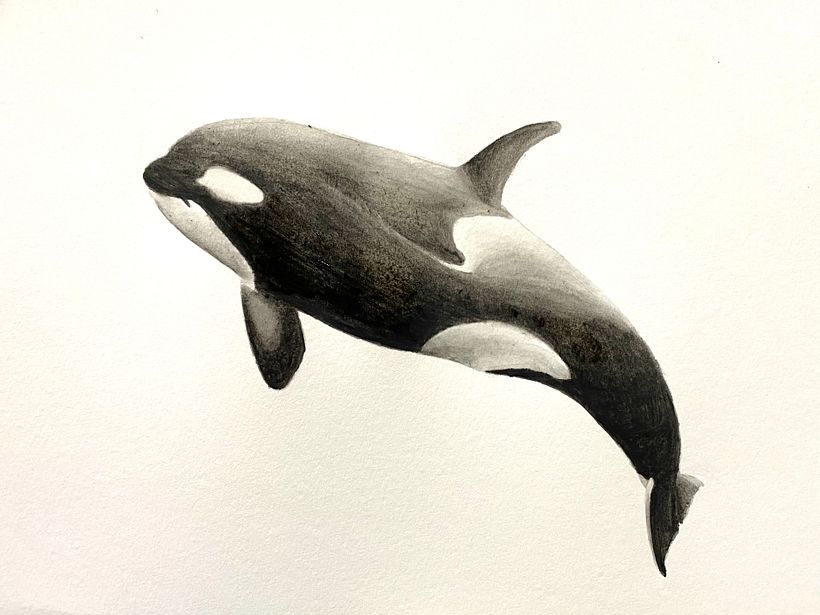 My project for course: Naturalist Illustration Techniques: Whales in Watercolor 1