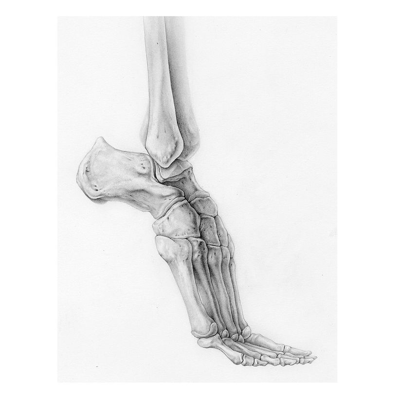 Bones of the Foot  3