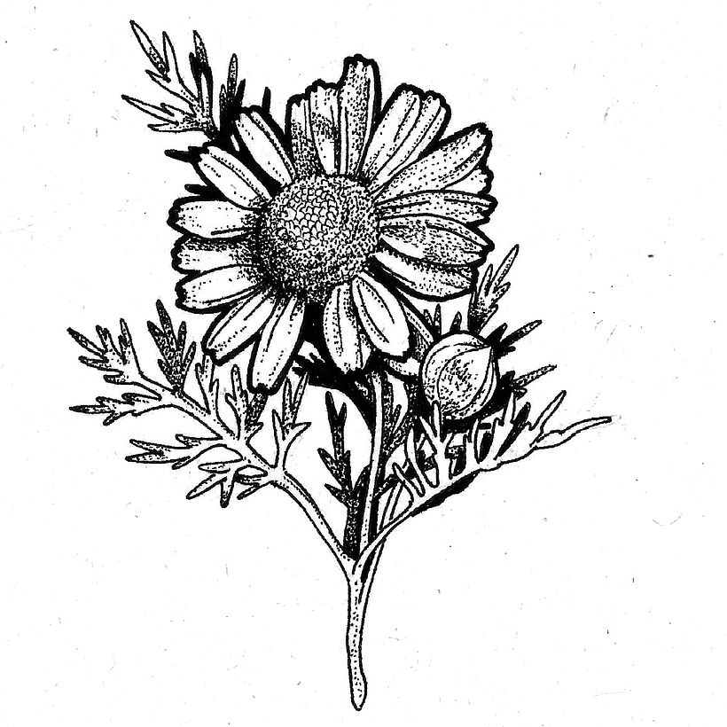 Mi proyecto del curso: Diseño de tatuajes Blackwork 6